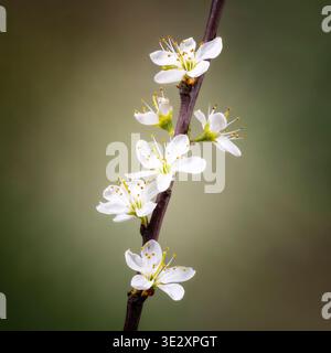 Una massa di fiori bianchi di Blackthorn, che fioriscono in primavera, fotografati su uno sfondo verde macchiato Foto Stock