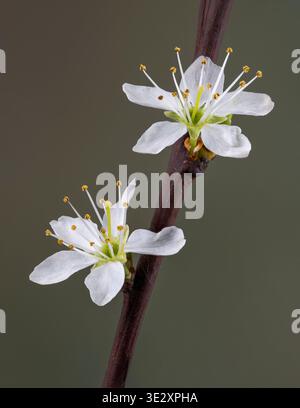 Un primo piano di un paio di fiori bianchi su un ramoscello di un Blackthorn Bush Foto Stock