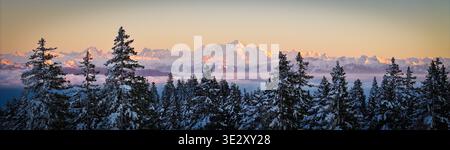 Vista aerea panoramica dei pini innevati incorniciano le maestose vette baciate dal sole del Monte bianco, che brillano in mezzo a un mare di nuvole eteree, Chamonix, Auver Foto Stock