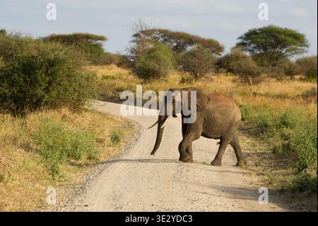 Elefante africano che attraversa la strada, Loxodonta africana, Tarangire National Park, Tanzania Foto Stock