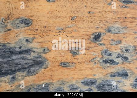 Struttura in legno astratto con crepe e macchie scure sullo sfondo Foto Stock
