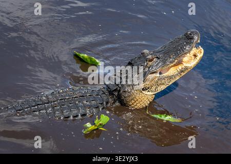 Ritratto ravvicinato di un alligatore con la bocca aperta che mostra i denti, Parco Nazionale delle Everglades, fauna selvatica della Florida Foto Stock
