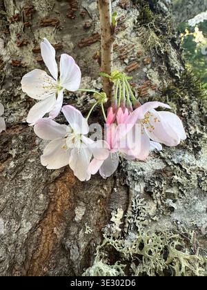 Fiori di ciliegio che crescono dal tronco di un ciliegio, un esempio di cauliflorio. Foto Stock