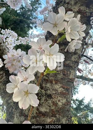 Fiori di ciliegio che crescono dal tronco di un ciliegio, un esempio di cauliflorio. Foto Stock