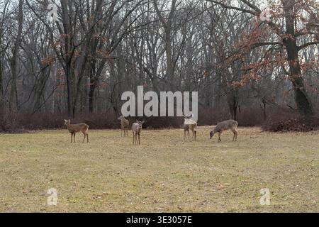 Mandria di cervi dalla coda bianca in un'area erbosa aperta vicino alla foresta, fauna selvatica naturale con alberi e paesaggio autunnale Foto Stock