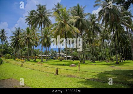 Un tranquillo paesaggio tropicale caratterizzato da una fitta foresta di palme da cocco che confina con un campo erboso ben tenuto e un lungo e basso edificio Foto Stock