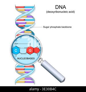 Struttura delle coppie di base del DNA. DNA a doppia elica e vetro ingranditore. Primo piano della spina dorsale del fosfato zuccherino e delle nucleobasi formula chimica. Illustrazione vettoriale Illustrazione Vettoriale