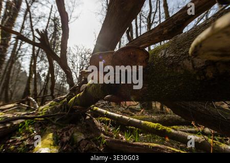 Birch Polypore Bracket Fungus, Dean Fungus, Cannop Ponds, Forest of Dean, Gloucestershire. REGNO UNITO. Foto Stock