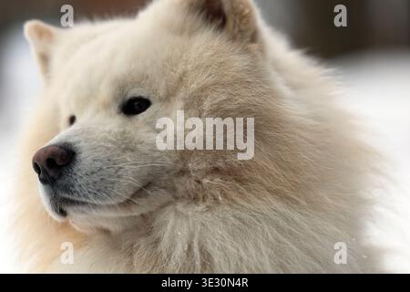 Primo piano Ritratto di un soffice cane Samoyed bianco Foto Stock