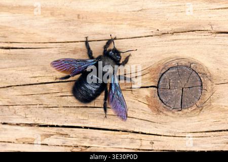 Ape carpentiere viola, Xylocopa violacea su un'antica superficie di legno, vista dall'alto di un'ape nera del genere Apidae su un'antica trave di legno Foto Stock