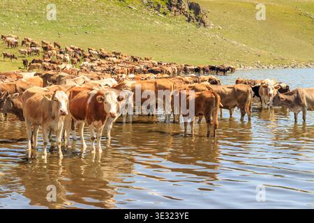 Una grande mandria di bovini, tra cui mucche bianche e marroni, si erge rinfrescante in un panoramico lago di montagna circondato da vibranti pascoli verdi su un soleggiato su Foto Stock