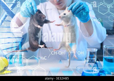 Scienziato che tiene i topi in laboratorio, primo piano. Formule scheletriche chimiche e spirale DNA Foto Stock