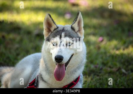 Siberian Husky appoggiato su erba con occhi blu luminosi Foto Stock