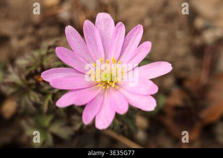 Macro di un anemone dei Balcani rosa (Anemone blanda) in fiore nel giardino di primavera Foto Stock