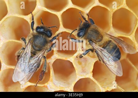 Api mellifera (Apis mellifera) api mellifere occidentali. Insetti su un favo in un alveare. Dettagli visibili con un'ampia profondità di campo. Foto Stock