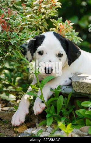 Dalmatinerwelpe, fuenf Wochen alt, im Garten / cucciolo dalmata di cinque settimane, in un giardino Foto Stock