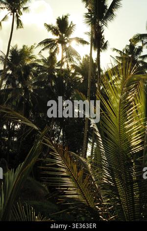 La luce del sole filtra attraverso alte palme tropicali in una lussureggiante giungla, creando calde luci e ombre profonde in un ambiente denso di foresta pluviale. Foto Stock