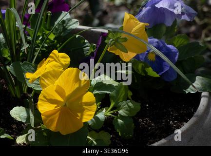Un gruppo di pansie in primavera Foto Stock