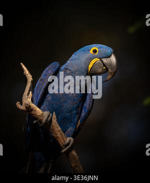 Hyacinth Macaw ritratto dal Pantanal Foto Stock