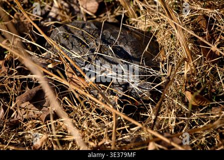 Nidificazione di tartarughe scatolate nell'erba Foto Stock
