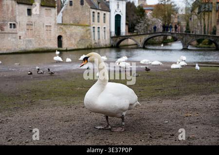 Mute Swan in piedi sulla riva del lago Minnewater a Bruges con Canal Bridge e edifici medievali Foto Stock
