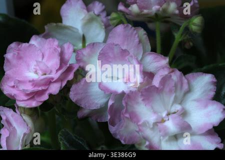 I delicati fiori di Saintpaulia rosa e bianco illuminano un caldo spazio interno. Foto Stock