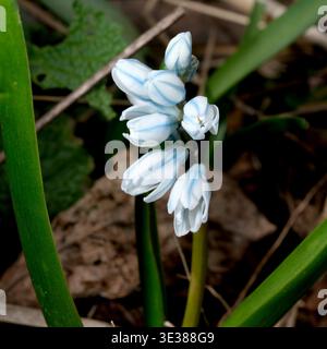 Morbidi fiori bianchi con accenti blu emergono dalla terra, segnalando l'arrivo della primavera. Foto Stock