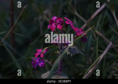 Primo piano di vivaci fiori viola su una pianta verde a foglia verde all'aperto Foto Stock