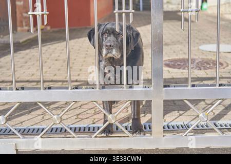 Il grande cane nero guarda con attenzione dietro il cancello del giardino, custodisce il cortile, presta attenzione, un cane nero guarda attraverso un cancello d'ingresso in ferro battuto su un Foto Stock