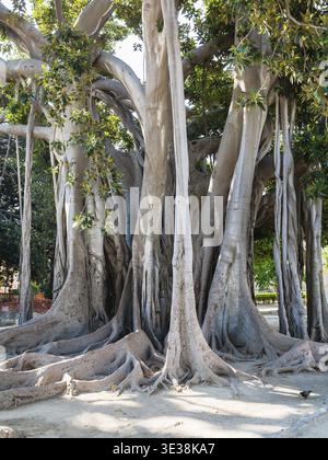 L'albero più antico della città di Palermo nel giardino pubblico Giardino Garibaldi in Piazza Marina è Palermo, questo è ficus macrophylla 25 metri di altezza, 150 anni fa Foto Stock