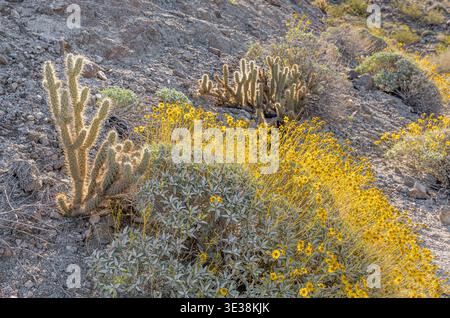 boscaglia fiorita e cactus lungo il lato del sentiero randall henderson in palme, ca Foto Stock