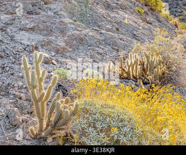 boscaglia fiorita e cactus lungo il lato del sentiero randall henderson in palme, ca Foto Stock