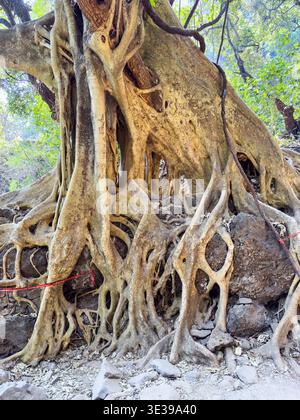 Tepoztlan, Messico - 26 marzo 2024. Albero sulla strada per la zona archeologica Tepozteco Foto Stock