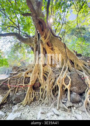 Tepoztlan, Messico - 26 marzo 2024. Albero sulla strada per la zona archeologica Tepozteco Foto Stock