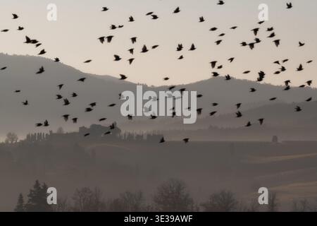 Ampia ripresa di uno stormo di uccelli che migrano su un paesaggio nebbioso con colline e alberi sullo sfondo durante l'alba. Condizioni atmosferiche di scarsa illuminazione. Foto Stock