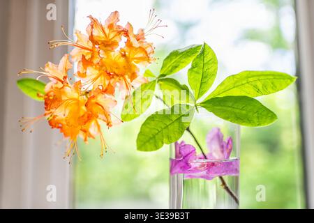 Fiori di azalea fiamma, rami di fiori selvatici con foglie verdi da una luminosa finestra all'interno della casa su un tavolo in vaso di vetro con ravvicinamento dell'acqua macro Foto Stock