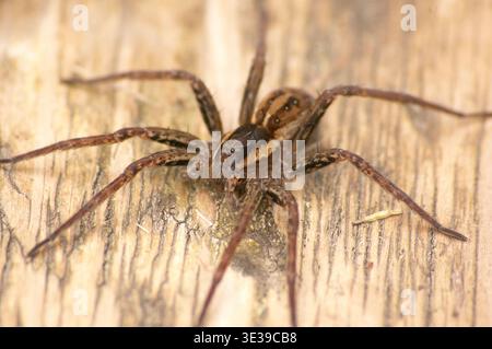 Il ragno da pesca a sei macchie (Dolomedes triton) è salito a bordo, regione di Mosca, Russia Foto Stock