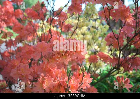 Christchurch, nuova Zelanda: Vivaci fiori di corallo e azalea gialla che fioriscono in un giardino residenziale nel quartiere St. Martins. Foto Stock