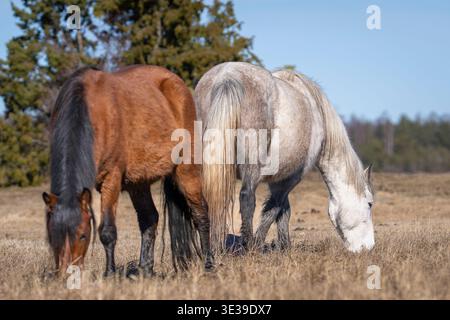 Due cavalli estoni che pascolano fianco a fianco in un prato asciutto sotto il cielo azzurro. Pony castani e grigi che si nutrono di erba in aperta campagna. Foto Stock