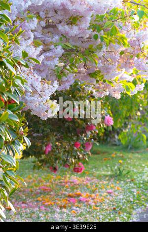 Christchurch, nuova Zelanda: Fiori di ciliegio rosa e camelie in fiore in un lussureggiante giardino con petali caduti sull'erba nel sobborgo di St. Martins. Foto Stock