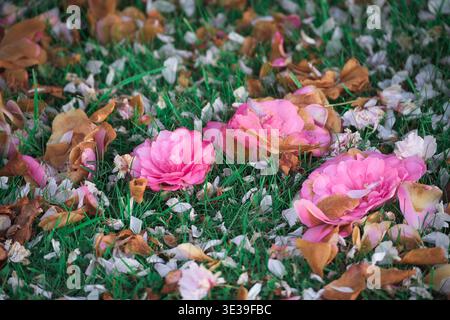 Christchurch, nuova Zelanda: Fiori di camelia rosa caduti e petali selvatici sull'erba verde nel quartiere residenziale di St. Martins. Foto Stock