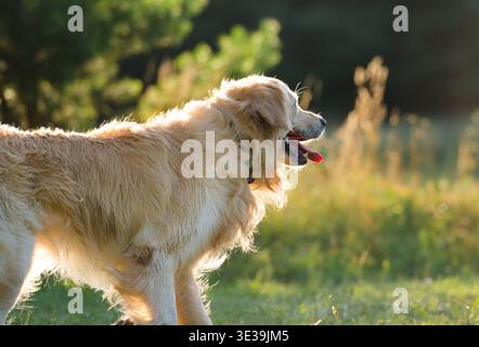 Adorabile cane Golden Retriever che cammina all'aperto al tramonto Foto Stock