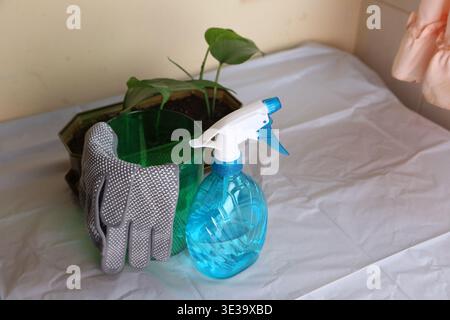 Un tavolo è allestito con una pianta verde, una bottiglia spray e guanti. Gli attrezzi sono predisposti per le attività relative al giardinaggio interno o alla cura degli impianti Foto Stock