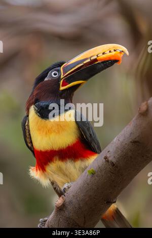 Aracari arroccato su una vite della giungla Foto Stock