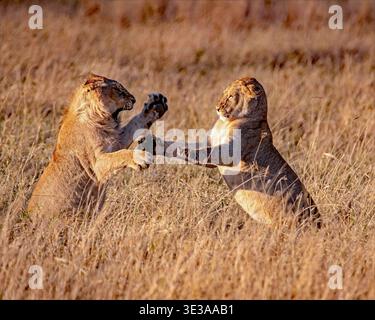 Due giovani cuccioli di leone africani (Panthera leo) giocano a combattere e socializzare nell'erba alta della savana nel cratere di Ngorongoro, Tanzania Foto Stock
