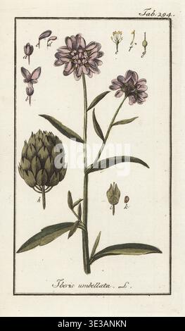 Candele da giardino o globo, Iberis umbellata. Incisione in rame colorato a mano da Icones plantarum medicalium di Johannes Zorn, Illustrations of Medical Plants, Afbeeldingen der Artseny-Gewassen, J.C. Sepp, Amsterdam, Olanda, 1796. Zorn (1739-1799) è stato un farmacista e botanico tedesco che viaggiò in tutta Europa alla ricerca di piante medicinali. Foto Stock