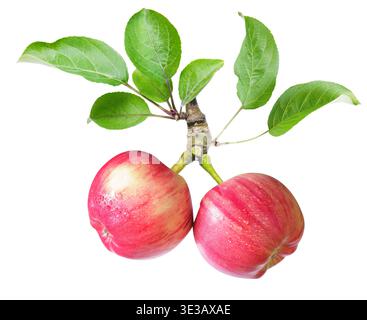 ramo di mele fresche mature con foglie isolate su sfondo bianco Foto Stock