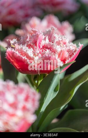 Dettaglio macro di due tulipani con frange bianche e rosa con bordi cristallini. Scatti ravvicinati morbidi e complessi, che si concentrano sui delicati petali dalla fantasia Foto Stock