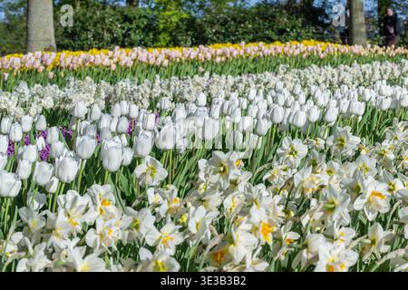 Letto multicolore con fiori primaverili, tulipani bianchi, narcisi gialli e coperchio viola a terra. Una vista panoramica del paesaggio che mostra una varietà di fiori Foto Stock