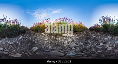 Panorama del campo di lavanda che fiorisce fiori viola sotto un cielo azzurro limpido in una vista panoramica equirettangolare con ampio angolo Foto Stock